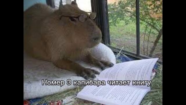 Топ 5 смешных капибар смотреть онлайн