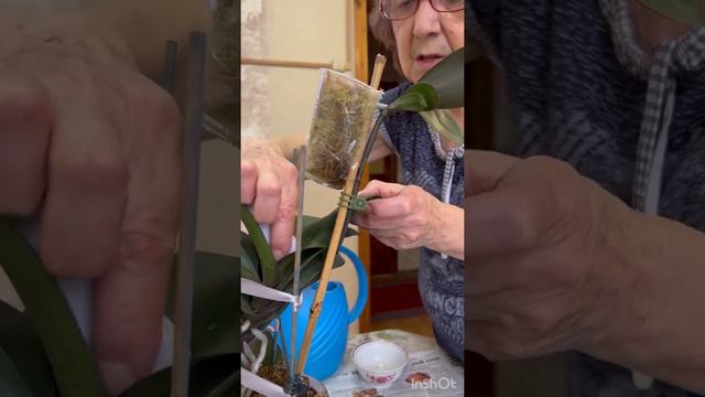 НАРАЩИВАНИЕ КОРНЕЙ НА ДЕТКЕ ОРХИДЕИ смотреть онлайн