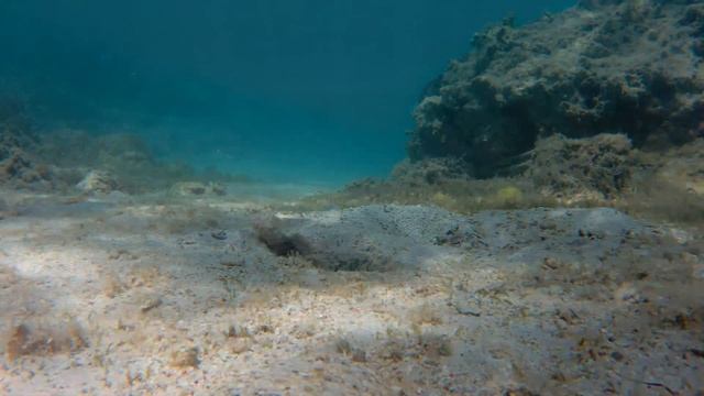 Бычок, креветка и камбалка. Leopard flounder, Steinitz goby and Alfida shrimp. смотреть онлайн