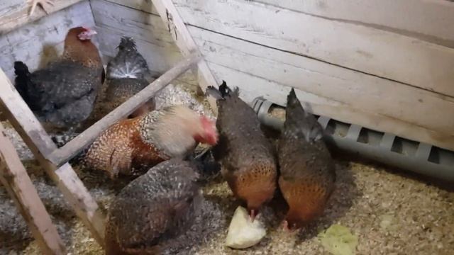 Билефельдеры,что за птица?Моё мнение. ? смотреть онлайн