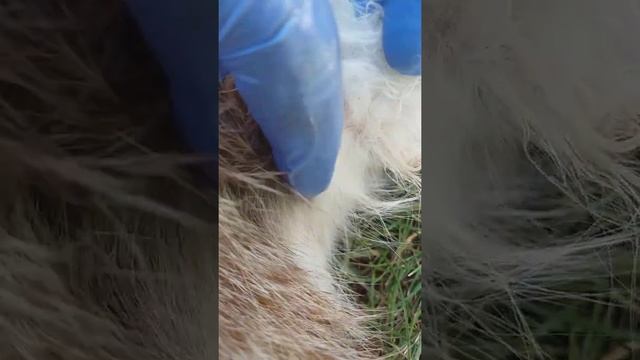 Власоеды смотреть онлайн