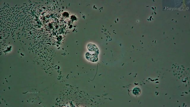 Неопознанный микромир