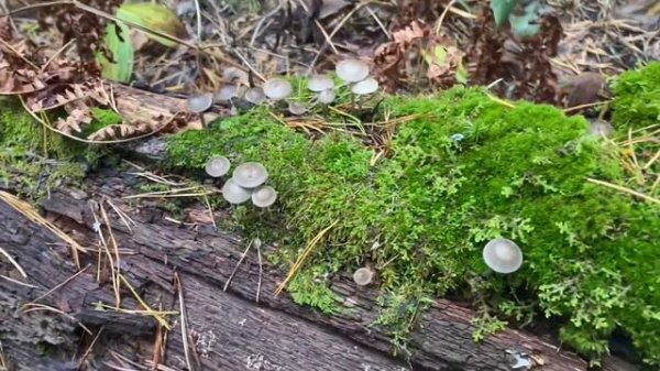 Тропа Паустовского в Солотче