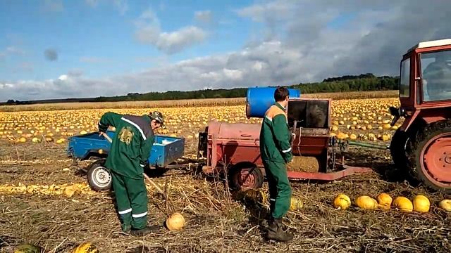 Збирання гарбуза врожаю 2021 року смотреть онлайн