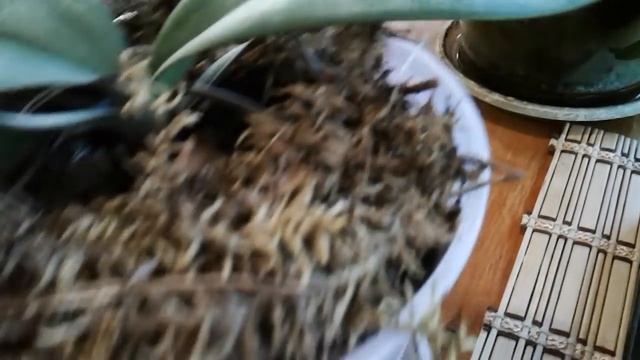 Как реанимировать орхидею, сравнительный анализ смотреть онлайн