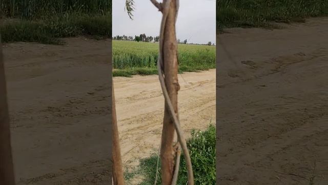 Jacaranda mimosifolia Tree Crafting @Ecofarm March 2020 смотреть онлайн