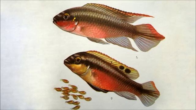 Пельматохромис пульхер /Цихлиды озер Mалави и Tанганьика/ смотреть онлайн