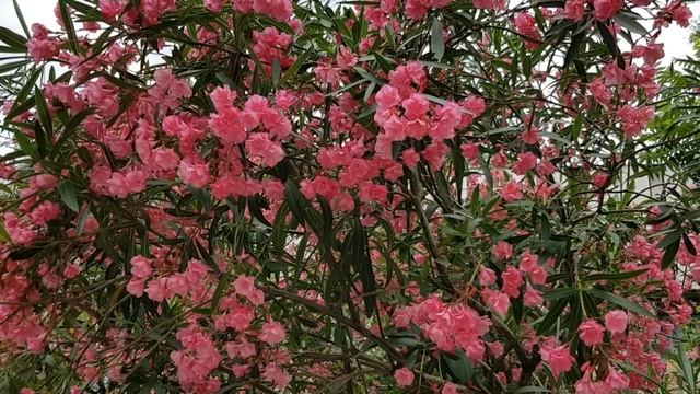 Олеандры | Жизнь на Юге смотреть онлайн