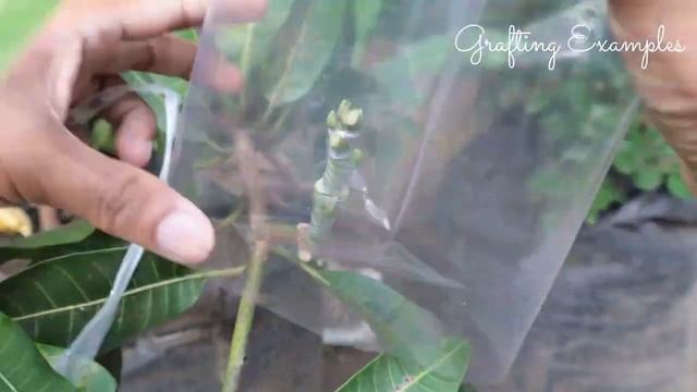 6 Gardening Idea on Mango Trees смотреть онлайн