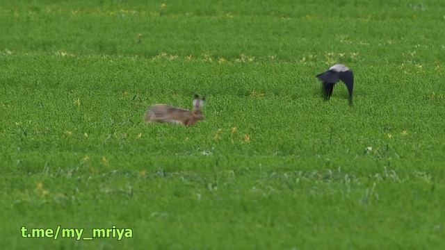 Заяц гоняет ворону. смотреть онлайн