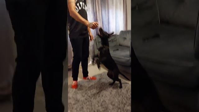 nearly there with stand pretty Bob the houdini смотреть онлайн