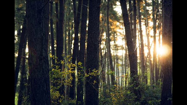 Botanica Magia - Stress Relief Music