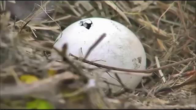 12 25 14 NEFL Eagles 8:40 am NE4's Egg Tooth Working Away As NE4 Is Hatching смотреть онлайн