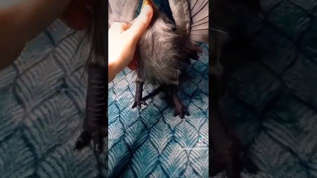 Вот такой Гиппогриф получился? Как вам? смотреть онлайн