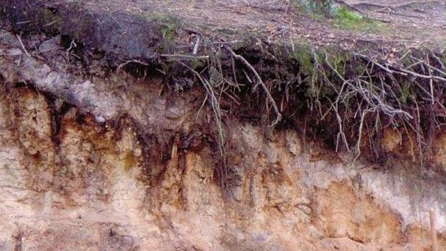 8 класс 5 урок Почвы Ленинградской области смотреть онлайн