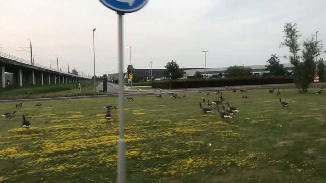 Гуси в природе, Нидерланды. На охоте бы так. смотреть онлайн