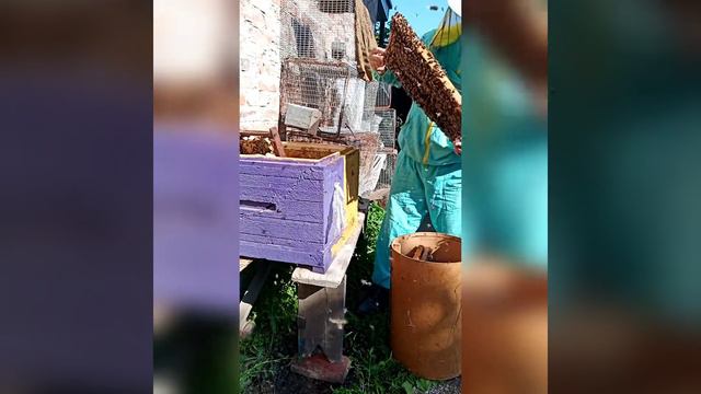 Переселение пчёл из ловушки в комфортное жильё. смотреть онлайн