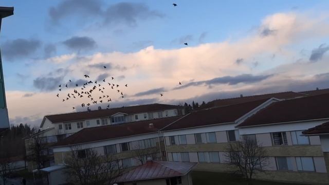 Sparrows in Linköping смотреть онлайн