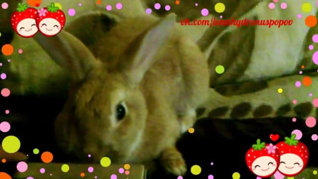 Кролик играет на губной гармошке смотреть онлайн