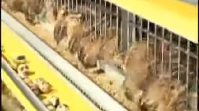 Фильм - Перепёлочка