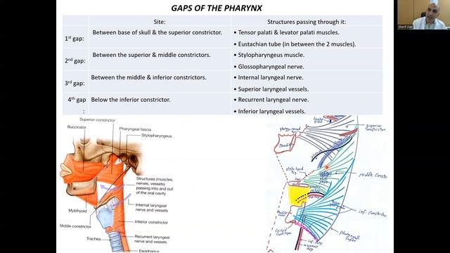 Pharynx (Nutrition & GIT module 3) смотреть онлайн