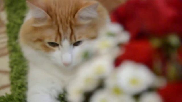 Красивый тест объектива Nikon 18-105 Mm