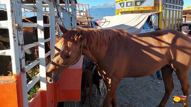 PLAZA GANADERA--VILLALTA---CABALLOS HERMOSOS-MULAS-MACHOS-BORREGOS-CHIVOS Y TACOS DE CANASTA. смотреть онлайн