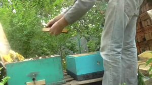 Ловля роев,ловушки,пересадка.145 рамка.