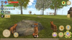 Симулятор КОТА и КОШКИ и с Кидом #11 Охота на босса КАБАНА. Бенгальская порода Кида на пурумчата