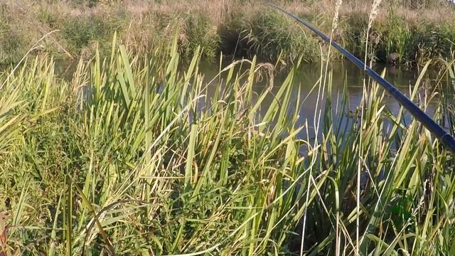 Жуки-Пауки. Техника подбора мушки для результативной рыбалки. Ловля ельцов и голавлей осенью. смотреть онлайн