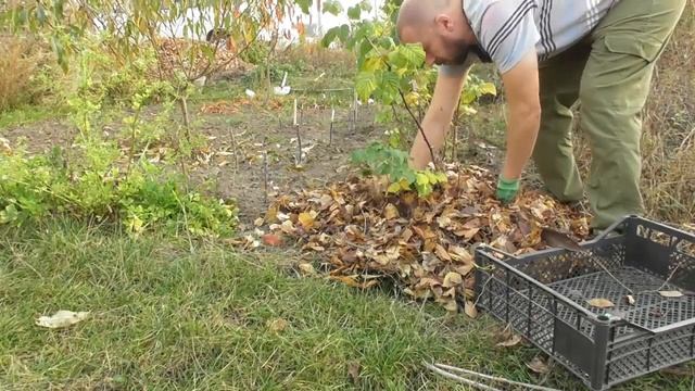 Мульчирование ремонтантной малины опавшими листьями смотреть онлайн