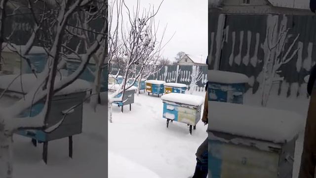 Пасека Николая Ющенка в зимний период смотреть онлайн
