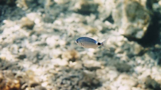 4K ULTRA HD Aquarium: Exquisite Coral Reef Fish & Serene Sleep Meditation Music смотреть онлайн