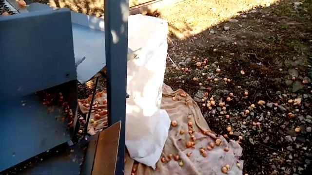 Сортировка лука севка. Выращивание лука севка в Крыму смотреть онлайн