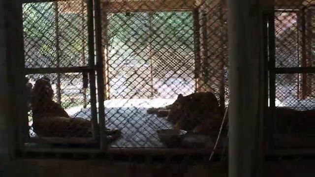 Тигры в клетке (ч.2) смотреть онлайн