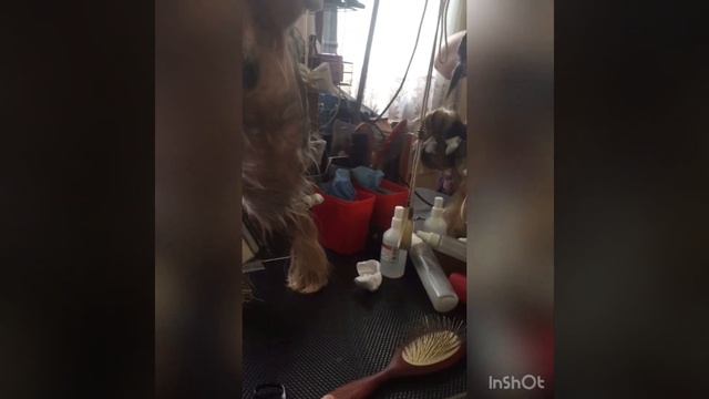 Как самому побрить животик йорку смотреть онлайн