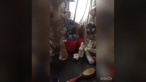 Как самому побрить животик йорку