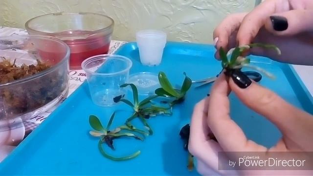 Фласка с орхидеями фаленопсис. Высаживаем сеянцы. смотреть онлайн
