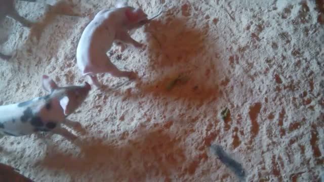 Когда колоть железо,и витамины поросятам.mp4