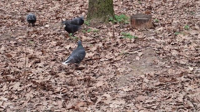 Марк с папой увидели на озере водяную крысу смотреть онлайн
