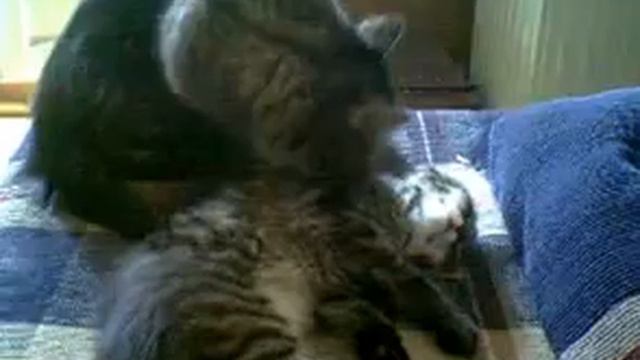 Муся моет приемного ребенка. смотреть онлайн