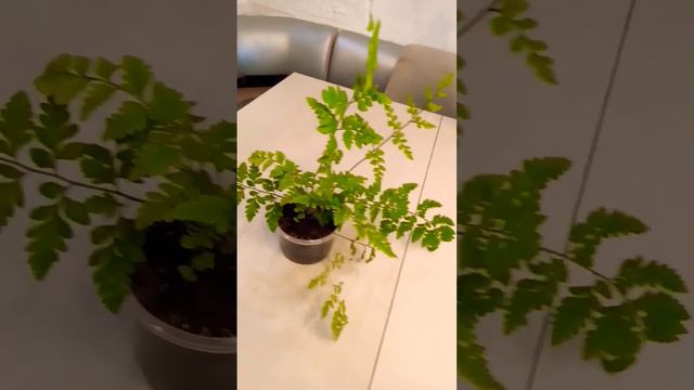 Румора адиантовидная #папоротник смотреть онлайн