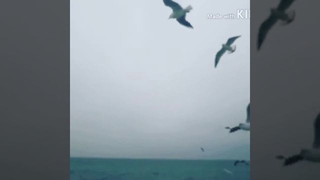 Море, чайки. ЗИМА 2018. смотреть онлайн