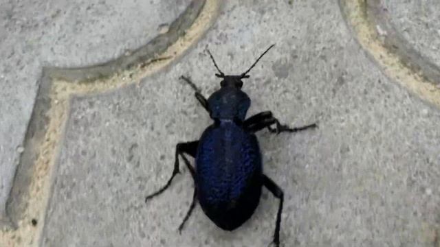 Жужелица крымская (шустрая) смотреть онлайн