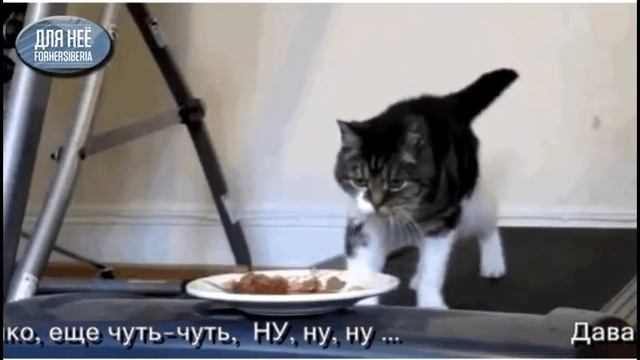 Котик. Пробежка. Сибирь. Спорт. Котик Вперед! смотреть онлайн