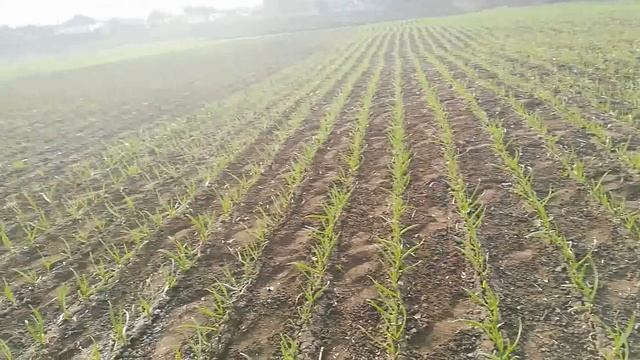 Желтеет чеснок!Что делать?