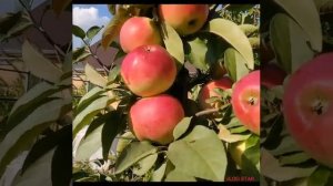 Сорт яблони Сябрина. Яблоня Сябрина. Обзор 11сентября 2019г