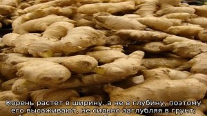 Как вырастить имбирь на даче в открытом грунте