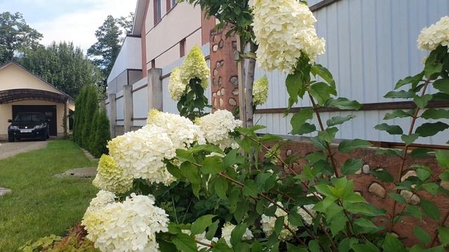 Гортензия полярный медведь (Polar bear):плюсы и минусы сорта. Обрезка метельчатых гортензий смотреть онлайн