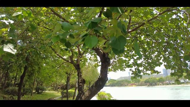 Spring day in the park, Xiamen, China 4K смотреть онлайн